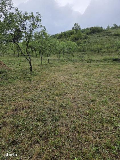Teren de 15672 mp, în Aleșd