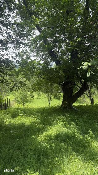 Teren de 2960 mp, în Talea