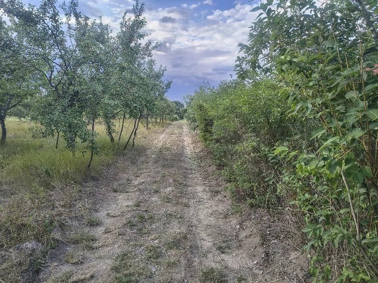 Teren de 6000 mp, în Bocsig
