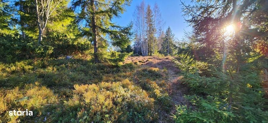 Teren intravilan 3.120 mp in Sohodol, Albac - Muntii Apuseni - 6