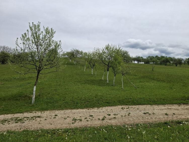 Teren de 7000 mp, în Rona de Jos