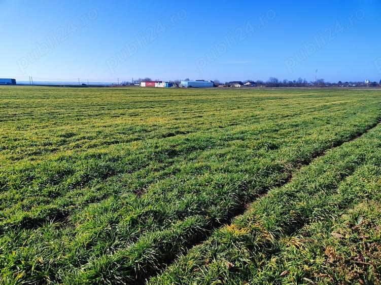 Teren de 43000 mp, în Căzănești