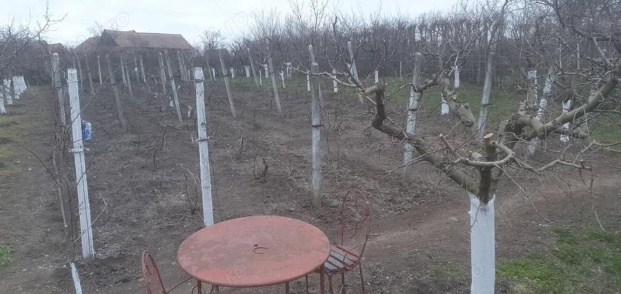 Teren de 966 mp, în Păuca