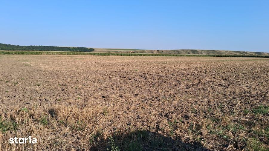 Teren de 28500 mp, în Dumbrava