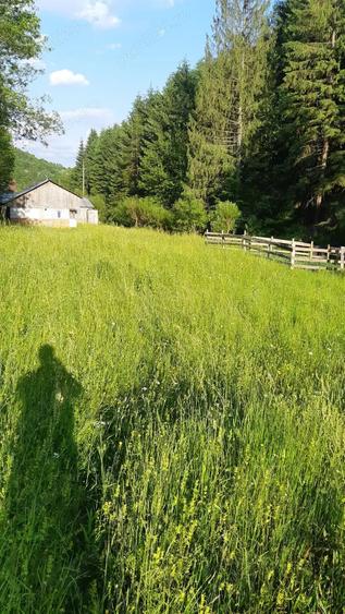Teren de 2250 mp, în Albac