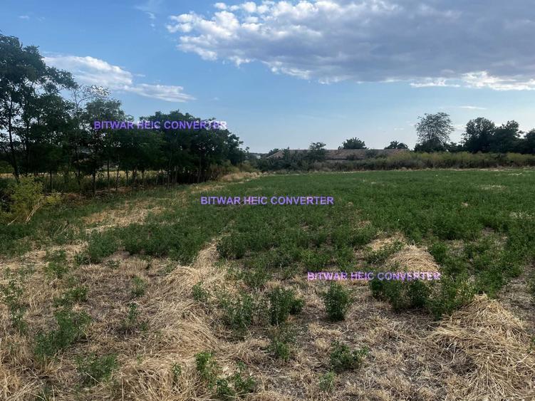 Teren intravilan Tuzla, 2500mp, deschidere 45m, oportunitate excelenta - 4