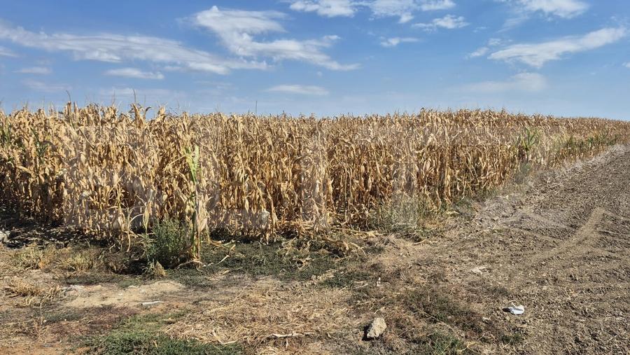 Teren agricol extravilan de 19700 mp, în Nord-Est