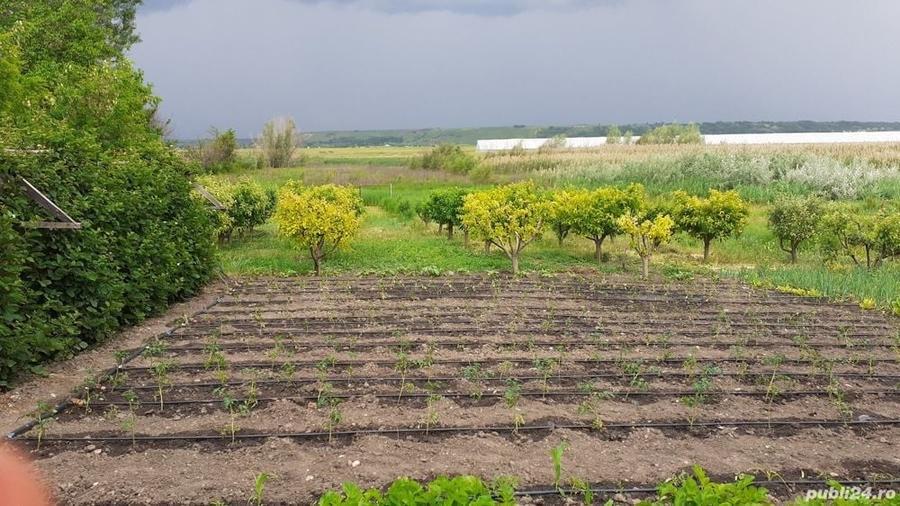 Casă cu 4 camere cu Teren 10000 Mp în Munteni