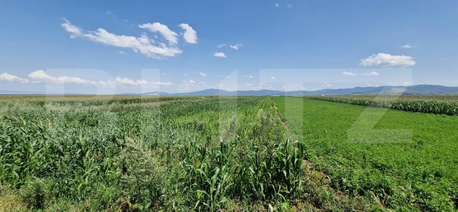Teren Construcții extravilan de 10900 mp, în Florilor