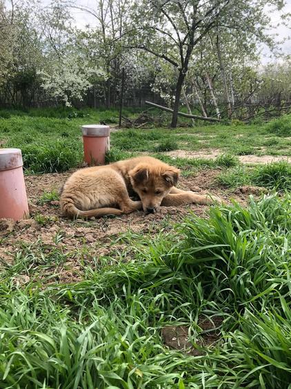Casă cu 2 camere cu Teren 1000 Mp în Crevedia