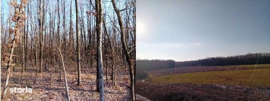Teren de 5000 mp, în Lunca