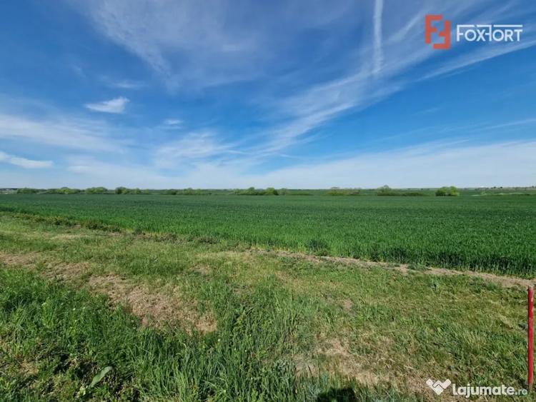 Teren extravilan de 9500 mp de vanzare in Remetea Mare - Remetea Mare (Timis) - 3