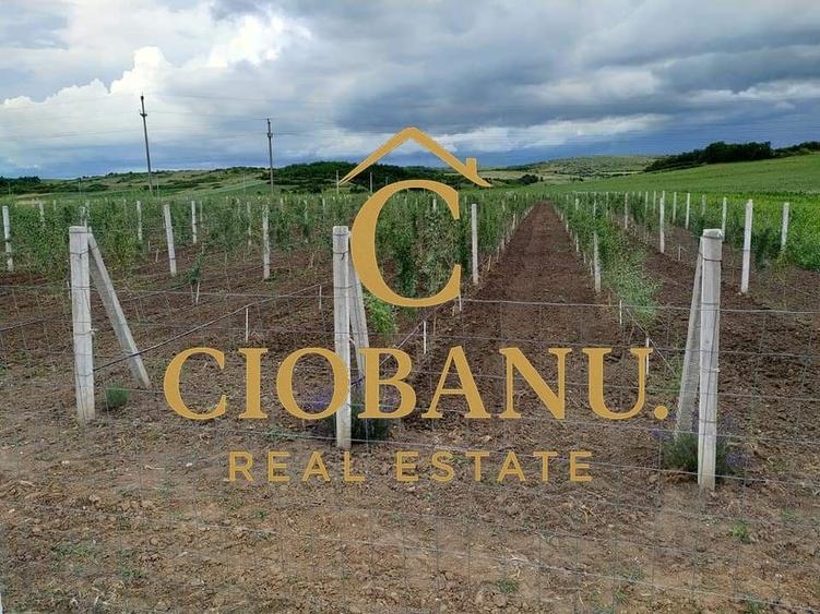 Teren agricol intravilan de 9000 mp, în Exterior Nord