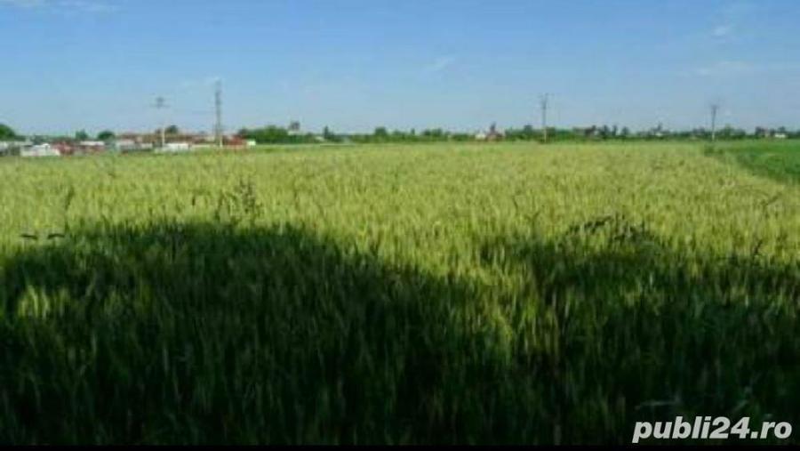Teren de 300 mp, în Dârza