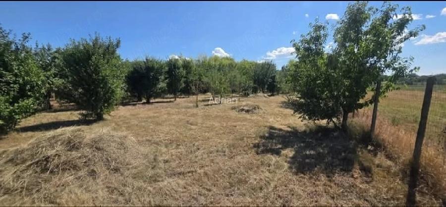 Vand Teren 2930 mp Loc. Masca Arad