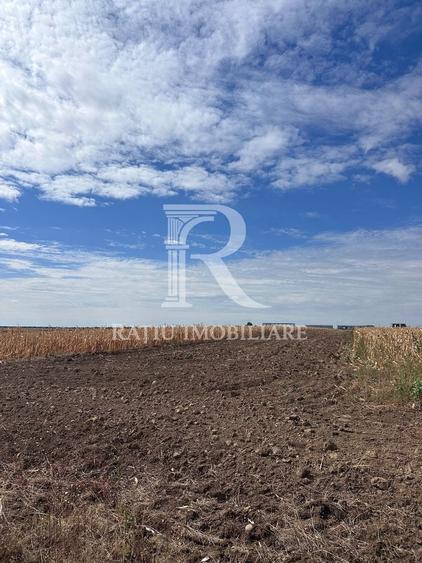 Teren agricol extravilan de 5593 mp, în Chișirid