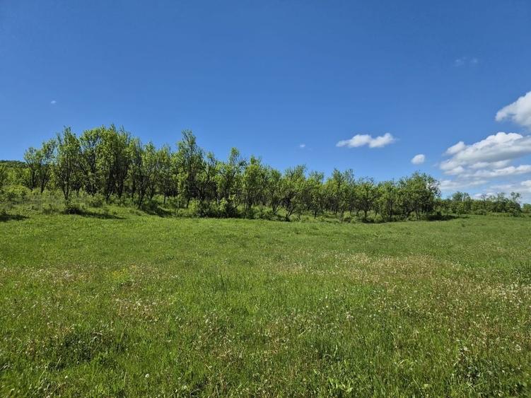 Teren de 3632 mp, în Bârlea