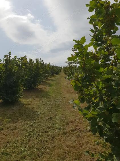 Teren de 27000 mp, în Orașu Nou