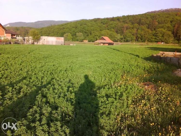 Teren 1381 mp intravilan Cristian jud Brasov - 6