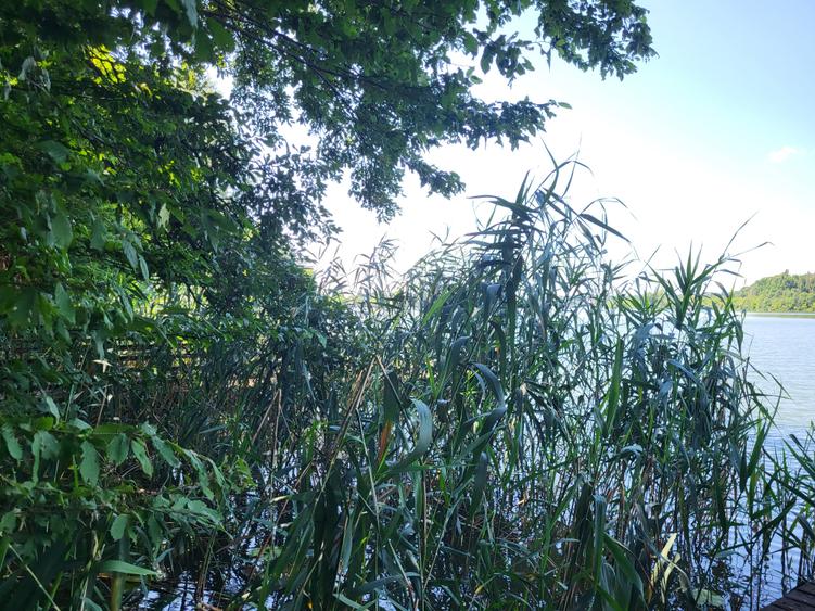 Teren agricol intravilan de 7000 mp, în Snagov