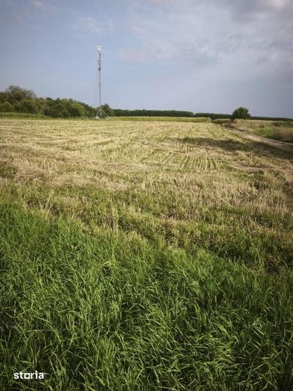 Teren de 5020 mp, în Bălcăuți