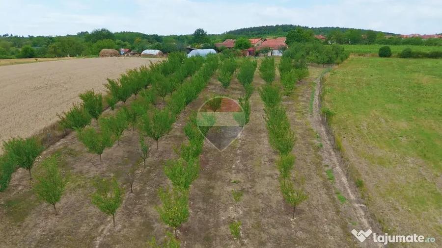 Casă cu 3 camere cu Teren 8788 Mp în Forosig