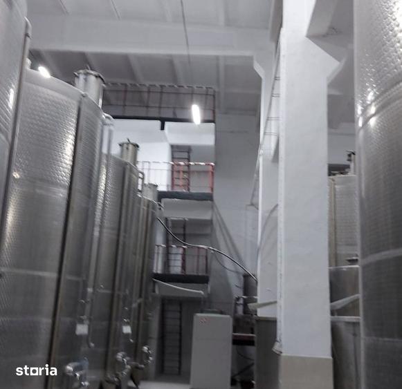 Investitie viticola - podgorie 65 ha si infrastructura productie vin - 2