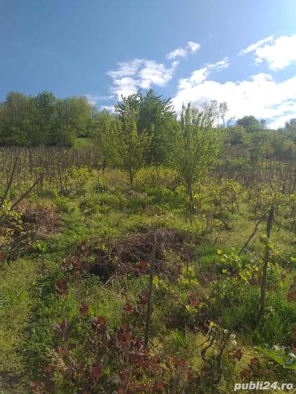 Casă cu Teren 1800 Mp în Muntenii de Jos