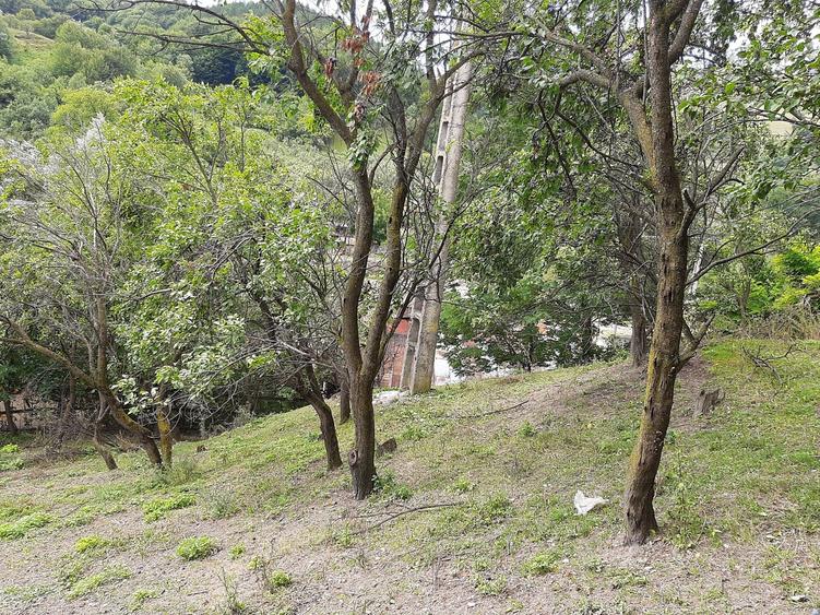 Teren de 1262 mp, în Bâsca Chiojdului