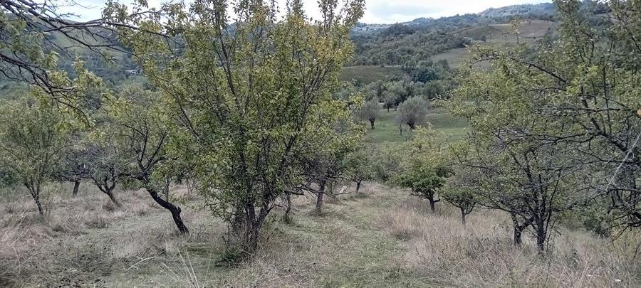 Casă cu Teren 12500 Mp în Suslănești