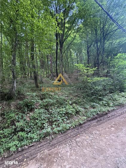 Teren de 1900 mp, în Valea Borcutului