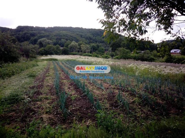 Teren Construcții intravilan de 12765 mp, în Bogați