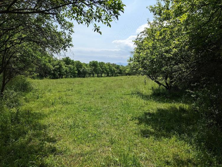 Teren de 6995 mp, în Tuștea