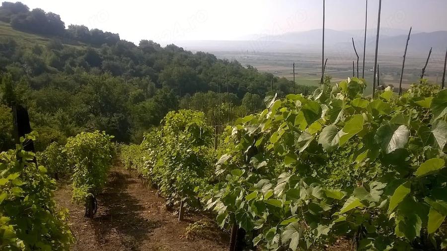 Teren de 500 mp, în Cristian