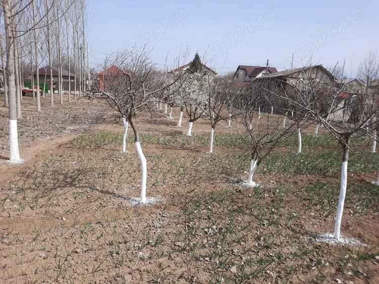 Teren de 7500 mp, în Braniștea