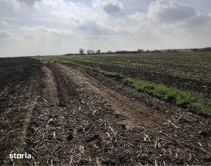 Teren de 3000 mp, în Radovan