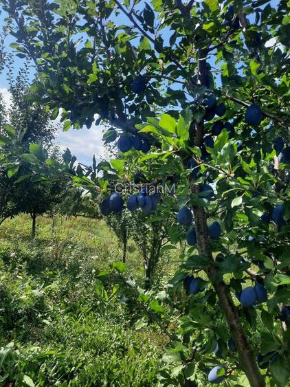 TEREN EXTRAVILAN 6.700 MP Miclosanii Mari, Dambovita | Potential pentru INVESTITIE TURISTICA