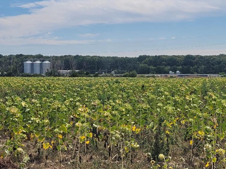 Teren agricol intravilan de 4900 mp, în Joița