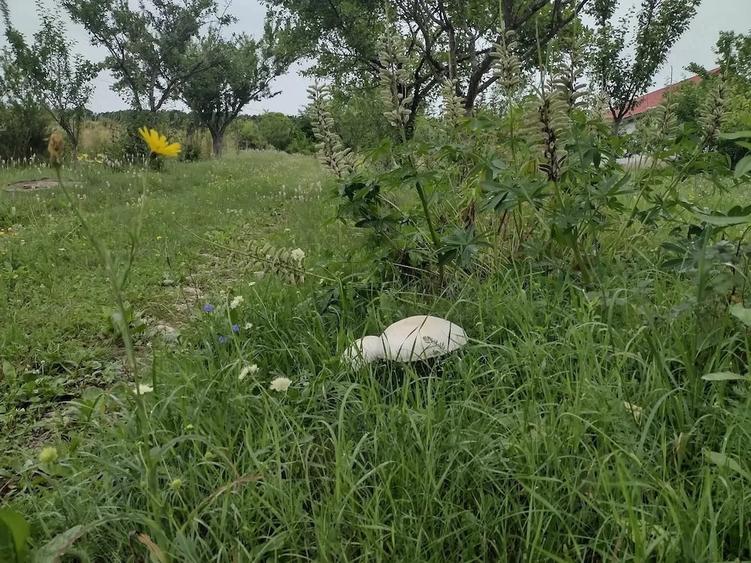 Teren de 4000 mp, în Pietroasa
