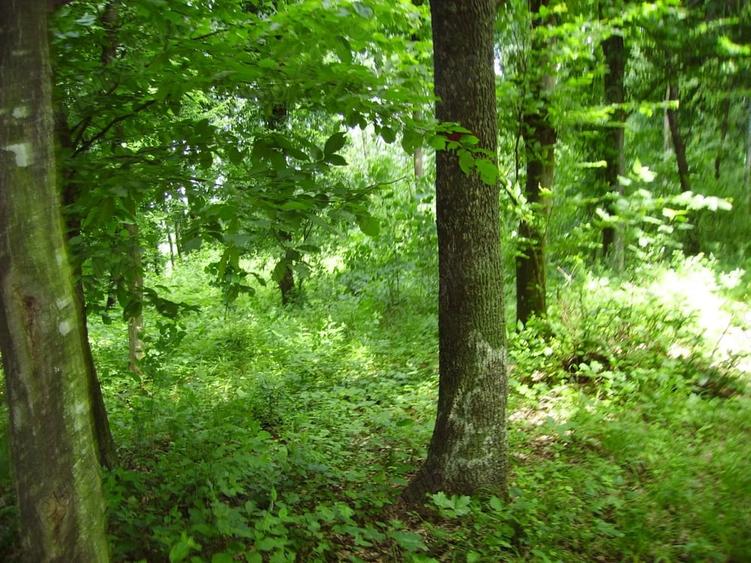 Teren de 90000 mp, în Central
