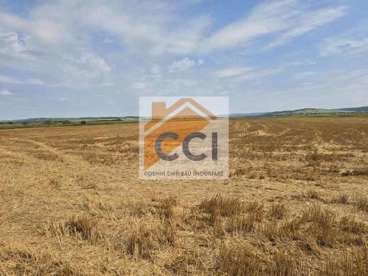 Teren agricol intravilan de 50000 mp, în Holt