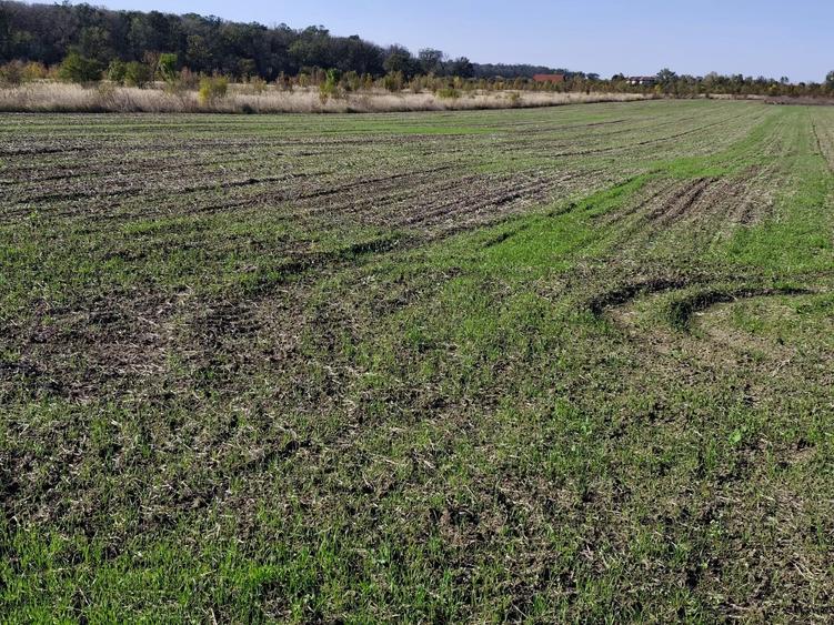 Teren agricol extravilan de 5054 mp, în Săbăreni