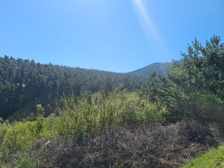 Teren Construcții intravilan de 1500 mp, în Poiana Angelescu