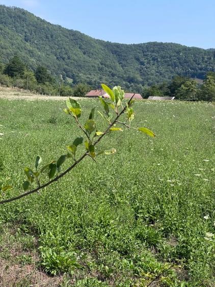 Teren agricol intravilan de 3600 mp, în Șopotu Nou