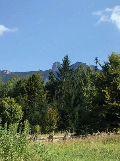 Teren de 10000 mp, în Ceahlău