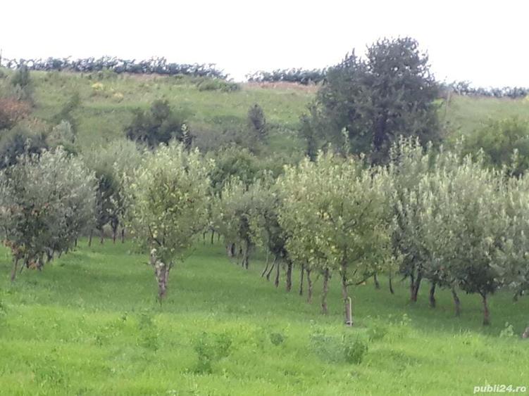 Teren de 4005 mp, în Girov