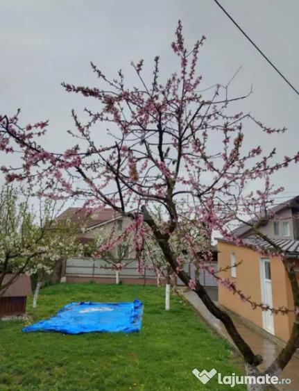 Casă cu 3 camere cu Teren 460 Mp în Ernei