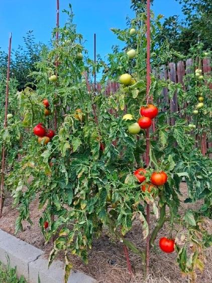 Casă individuală cu 3 camere cu Canalizare în Jugureni