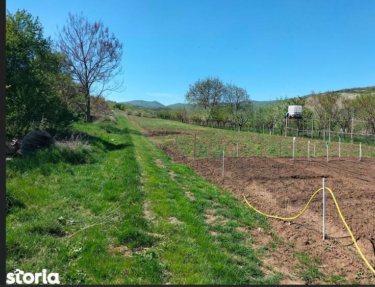 Parcele teren Paclisa, Jud. Arad - 3