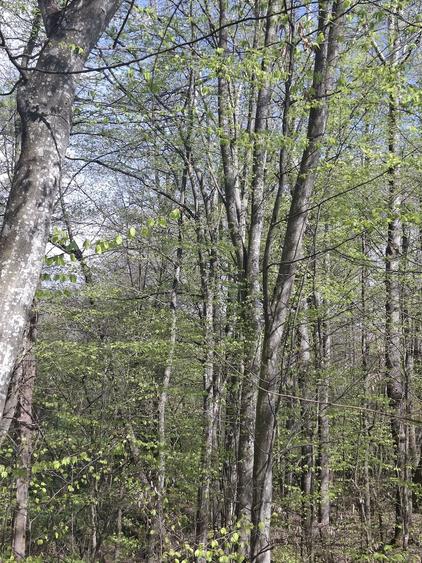 Teren de 5000 mp, în Valea Danului
